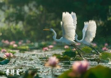 江苏无锡九龙湾花星球:四季花开的花卉休闲胜地