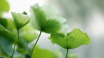 百科冷知识:莲藕种植方法详解