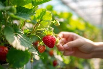如何正确挑选草莓、苹果、香蕉等水果的实用技巧