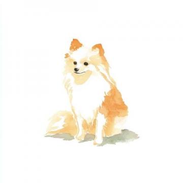 萌宠日记:云朵般柔软的博美犬欢乐日常