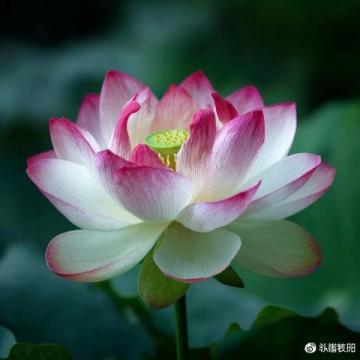 宁波植物园游玩攻略：赏花休闲全指南