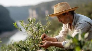 客家擂茶的历史与制作工艺详解及其文化价值