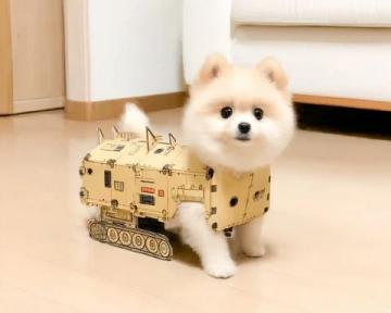 萌宠日记:云朵般柔软的博美犬欢乐日常