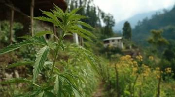古蔺活麻探秘:一场刺痛中的甜美之旅