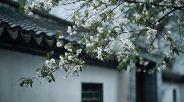 两日游路线:武大樱花+东湖绿道,这样玩不绕路!