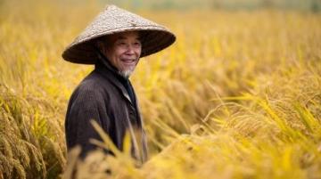 探寻黄须菜的传统美味之旅