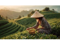农文旅融合有哪些发展模式(农产品文旅融合，基础模式有哪些？)