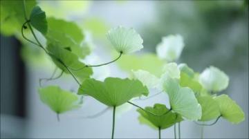 百科冷知识:莲藕种植方法详解