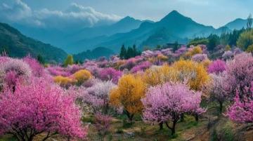 南京桥下长白岛桃林春日盛景