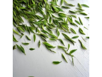 安吉白茶: 品尝头采的生机与活力