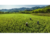和邑村春日盛景：油菜花节暨美食节精彩开幕