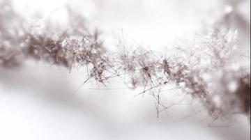 糖分转化碳链，为生命提供能量源泉