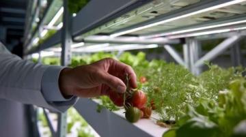 澳洲日志:水培九层塔绽放花朵の生命之美