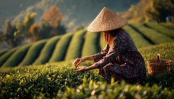 安吉白茶: 品尝头采的生机与活力