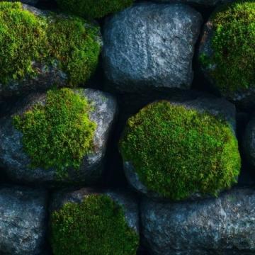 苔藓养护四大注意(苔藓爱护常识)