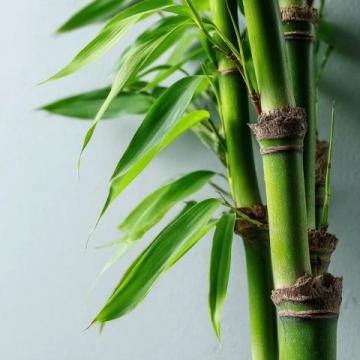 春笋鲜嫩上市,春日味蕾盛宴,探寻健康活力之源