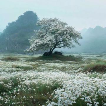 川西秘境:三月春光中,绝美花海引领颜值巅峰
