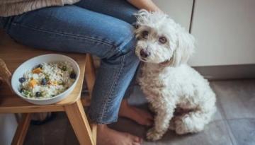 秋冬换季注意!避免给狗狗喂食冷食保持健康