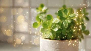 室内绿植养护攻略:揭秘滴水观音的五大护理技巧