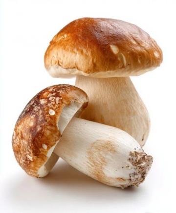 南瓜杂菌盅美味简直无比!