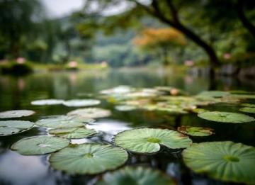 潍坊高密南湖植物园——城市绿洲的诗意栖居**