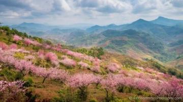 大理旅游攻略|数不尽的樱花拍摄机位与美食