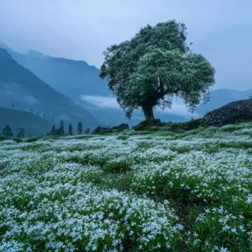 贵州赏樱观杜鹃攻略：花开时节莫错过