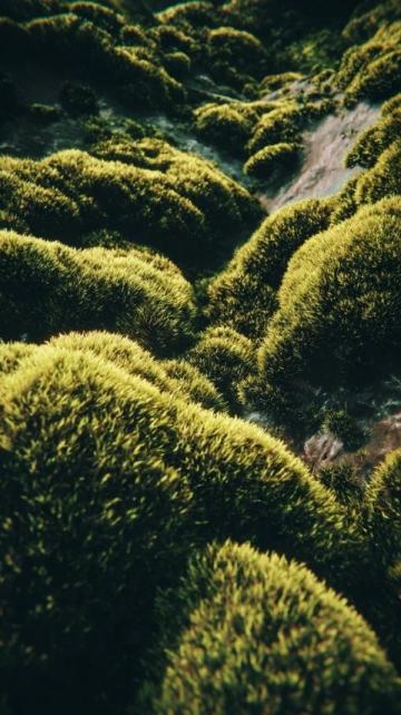 苔藓养护四大注意(苔藓爱护常识)