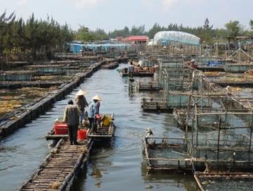 阜阳河道刀鱼泛滥村民狂捞背后是生态改善信号?