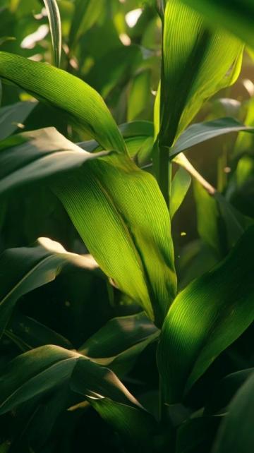 如何科学种植夏玉米以提高产量和质量？