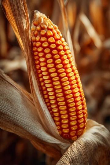 如何科学种植夏玉米以提高产量和质量？