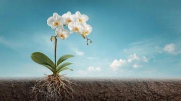 兰花种植必备知识全解析