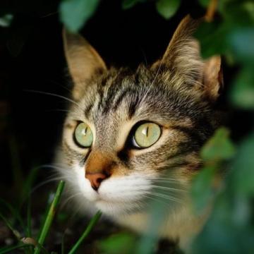 猫不太容易解决的问题,以下三点就算拿刀架在你的脖子上;