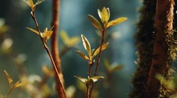 涨知识了!原来这是连翘花小鼓掌这个野花不简单!
