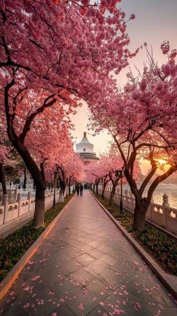 武汉赏樱攻略:告别日本,体验荆楚文化盛宴的粉色花海之旅!