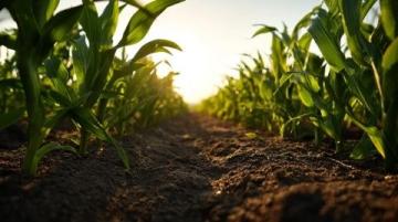 如何科学种植夏玉米以提高产量和质量？