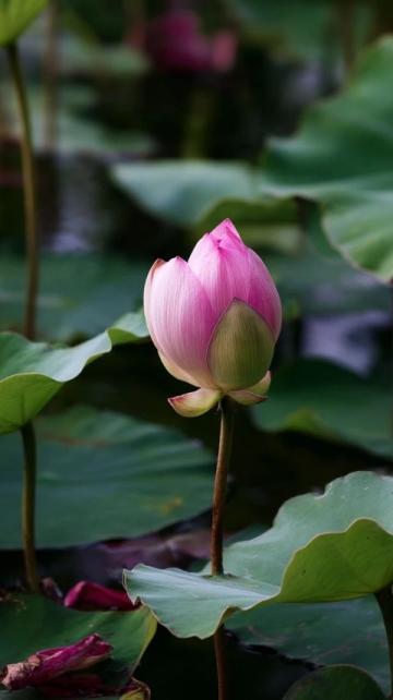 五一假期保定周边游:探索直隶总督署与古莲花池之外的美景