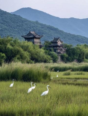 成都近郊露营好去处:金马河边的温江鲁家滩湿地公园
