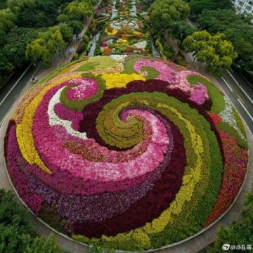 长春花观赏指南:四季开花、色彩斑斓的美丽花卉