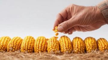 如何科学种植夏玉米以提高产量和质量？