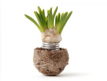 水培大蒜常识(大蒜水培种植方法?)