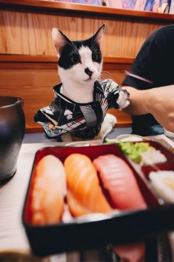 猫肉在中国餐桌上为什么屡禁不止?