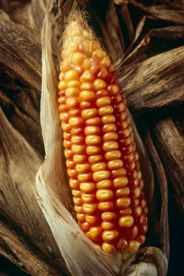 如何科学种植夏玉米以提高产量和质量？