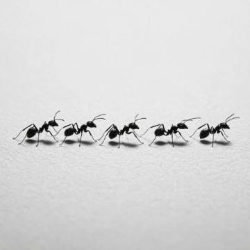 蚂蚁上树的经典家常做法