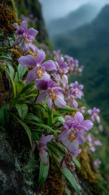 川西秘境:三月春光中,绝美花海引领颜值巅峰