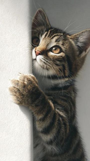 猫不太容易解决的问题,以下三点就算拿刀架在你的脖子上;
