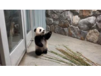 全球唯一棕色大熊猫七仔享用胡萝卜美食