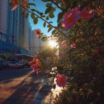 长春花观赏指南:四季开花、色彩斑斓的美丽花卉