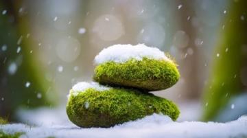 苔藓养护四大注意(苔藓爱护常识)
