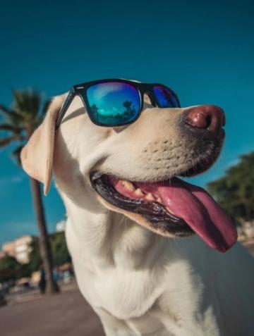 如何有效护理拉布拉多犬的牙齿健康？